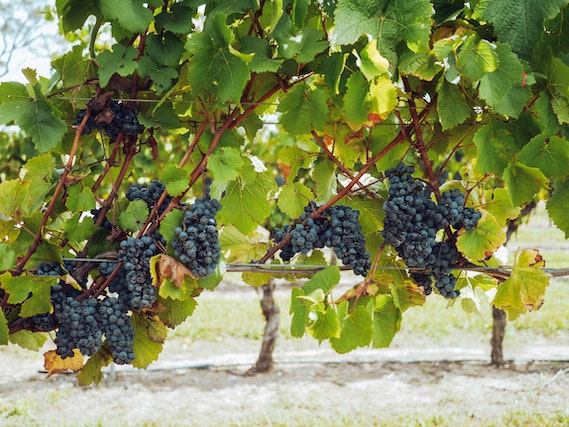Sostenibilità nel settore del vino