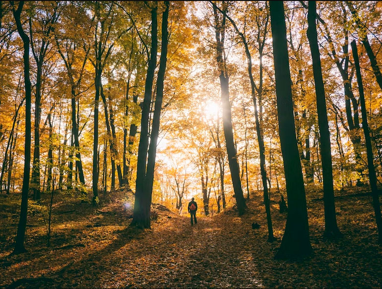 Il bosco, ricchezza che si tocca