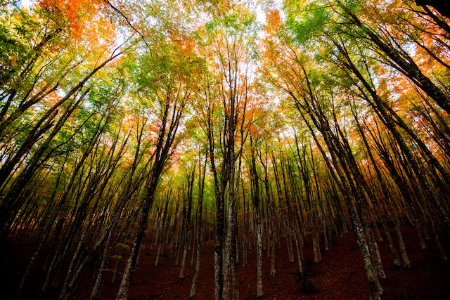 Riconnettersi con le piante per ritrovare armonia