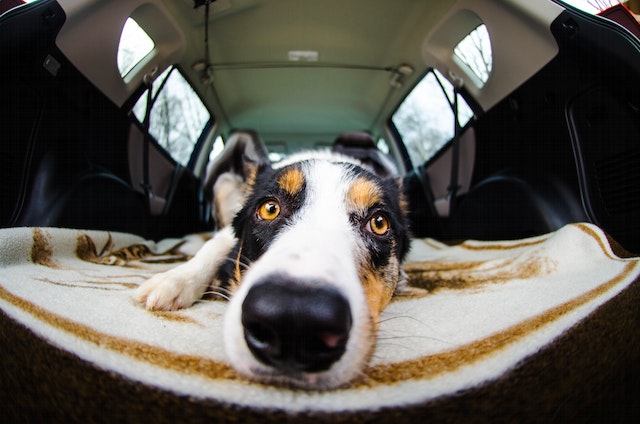 Viaggiare in auto con il proprio cane