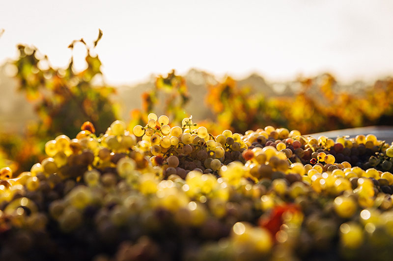 Cresce la sostenibilità delle vigne