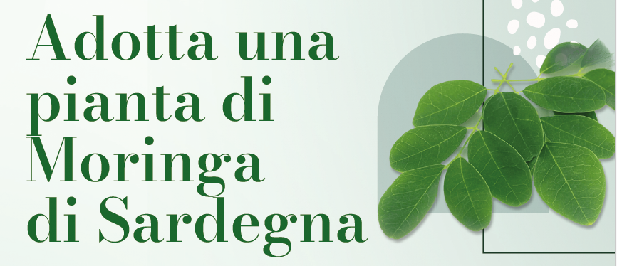 Adotta una pianta di Moringa bio