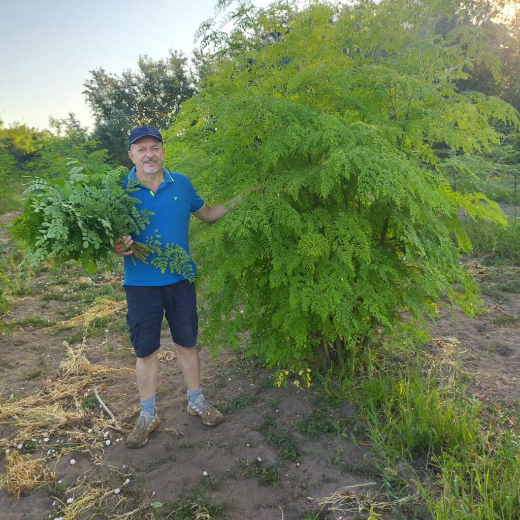 Moringa biologica di Sardegna