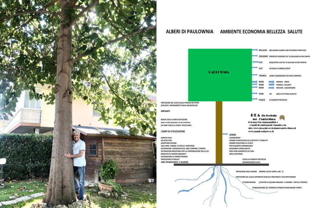 La Paulownia: grande opportunità per investimenti, agro forestazione, ambiente e bellezza