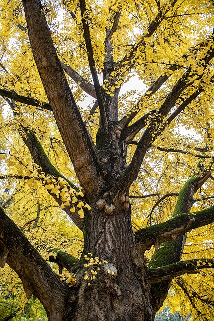 ginkgo biloba foliage