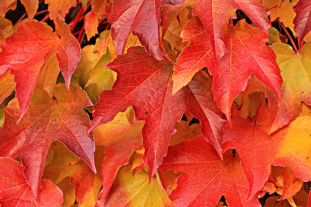 foliage colori autunno