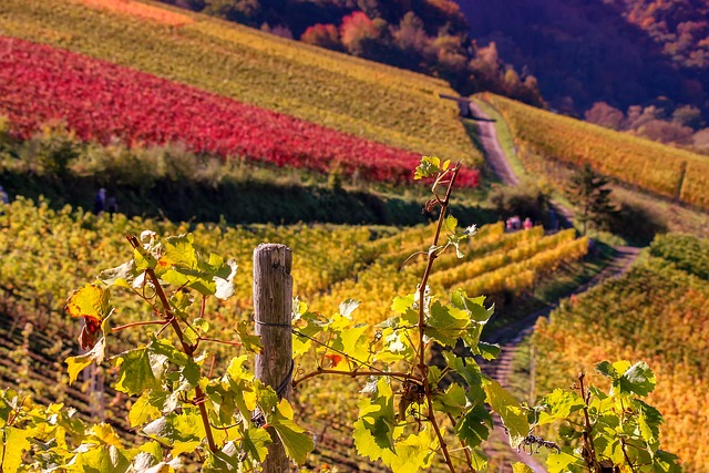 Foliage in vigna