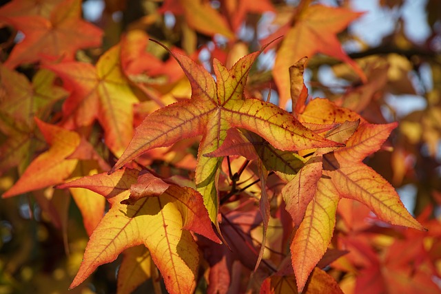I colori dell’autunno si affievoliscono e le infuocate foglie del Liquidambar iniziano la loro caduta lenta