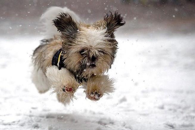 E’ arrivato il freddo! Come comportarci con i nostri cani?