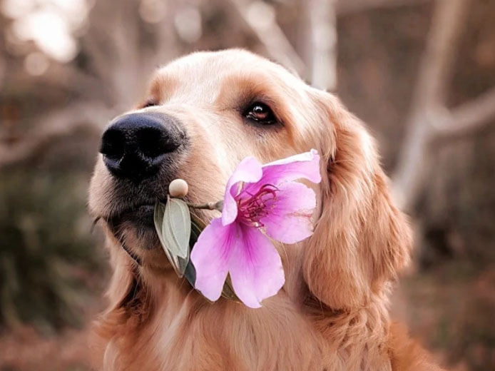 Primavera consigli per i cani