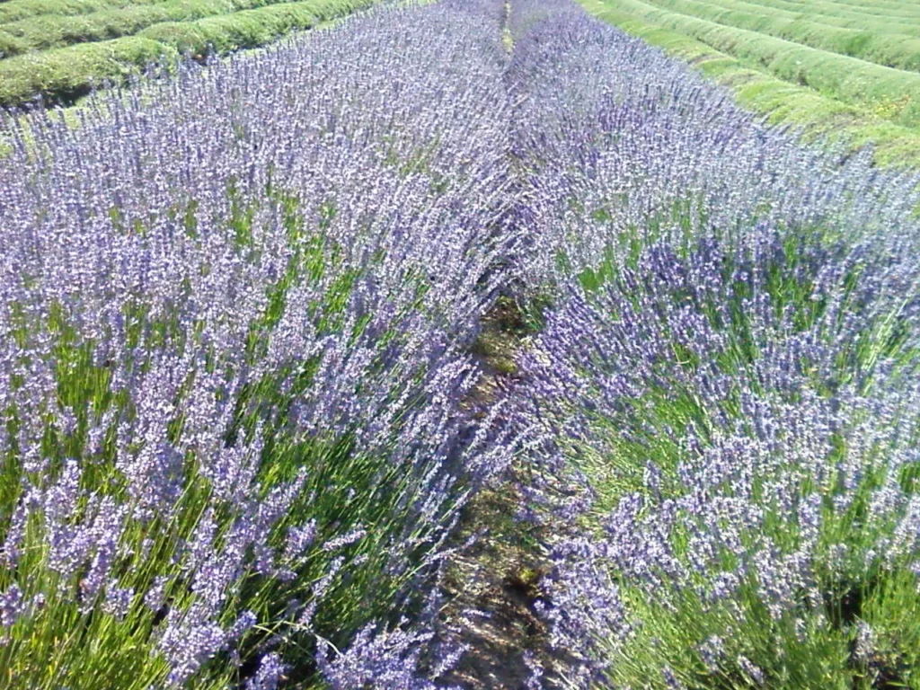 Come coltivare le piante aromatiche e officinali