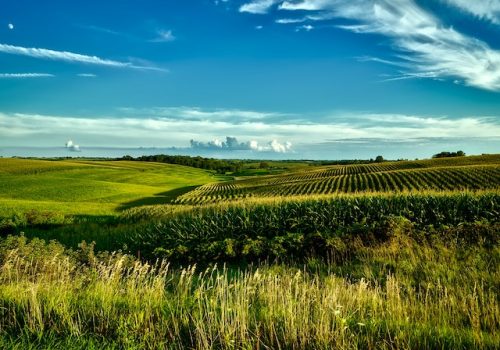 agricoltura biologica come rimedio al cambiamento climatico